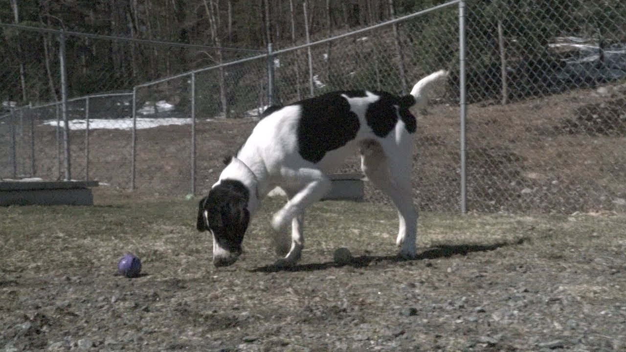 Whisky Is Looking For A Forever Home