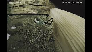 Угадайте гостя трясогузки Guess the wagtail's guest #трясогузка #wagtail #online #Russia #Kaluga