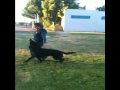 Focus and Heeling - Clicker Training Larry - Schutzhund Obedience - Fussing Focus and Heeling - Clicker Training Larry - Schutzhund Obedience - Fussing