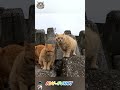 Unbelievable ginger cats