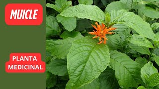 Muicle Plant - Care and Tips