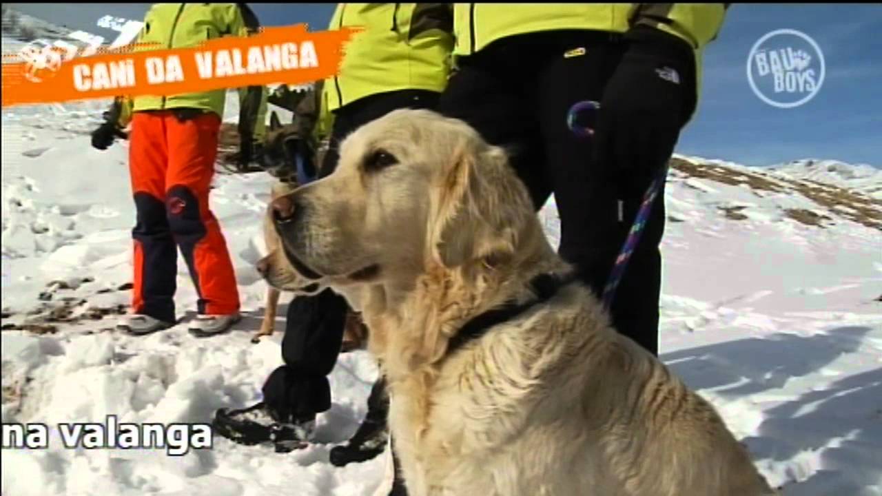 Bau Boys Pt. 21: Cani da valanga