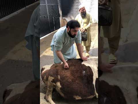 Hydroallantois in pregnant cow ! Dr Inam Khan ! Vet_physician