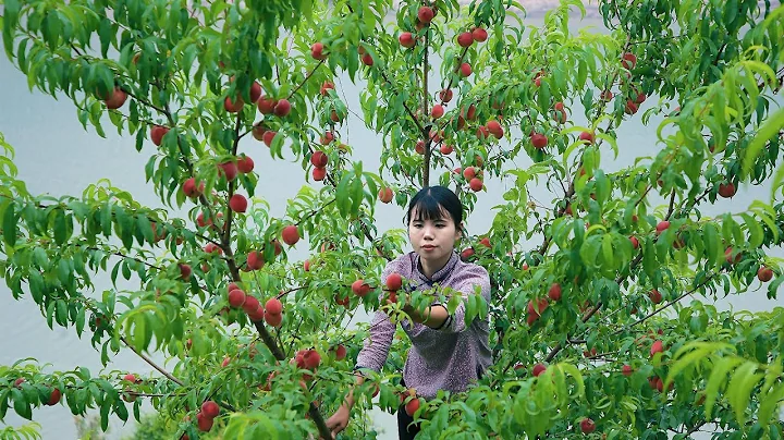 Amazing peach ! Used for fruit and Chinese food Li...