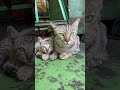 タイの野良猫　親子の昼下り　暑くなってきたので涼しい場所でノンビリ。
