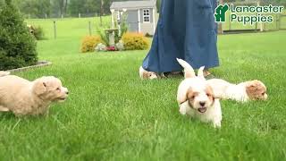 Lively Mini Goldendoodle Puppies