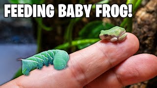 I Saved a Frog Army