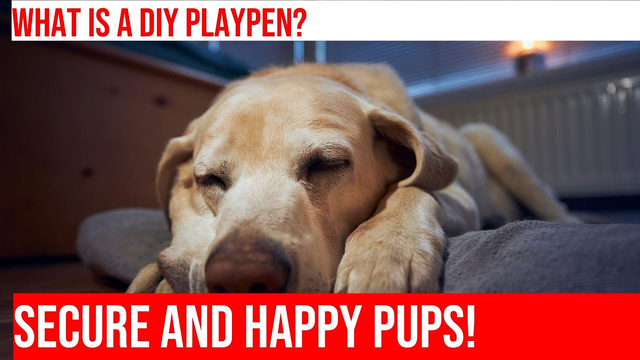 DIY Building a Playpen for Your Golden Retriever Puppy YouTube