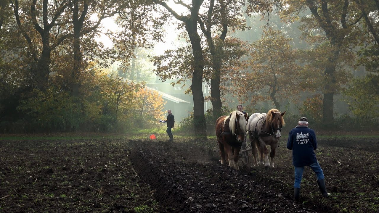 Ploegwedstrijd voor paarden in Brucht 2025
