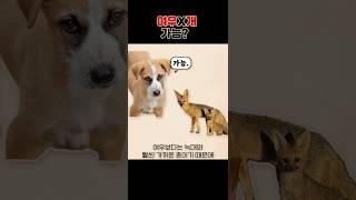 늑대개는 있는데 여우개는 없는 이유