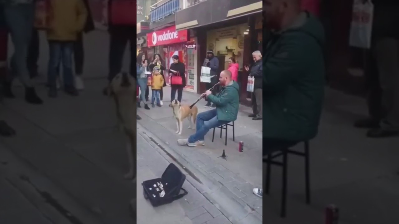 Sarki Soyleyen Efkarli Kopek Youtube Sarki Soyleyen Efkarli Kopek Youtube