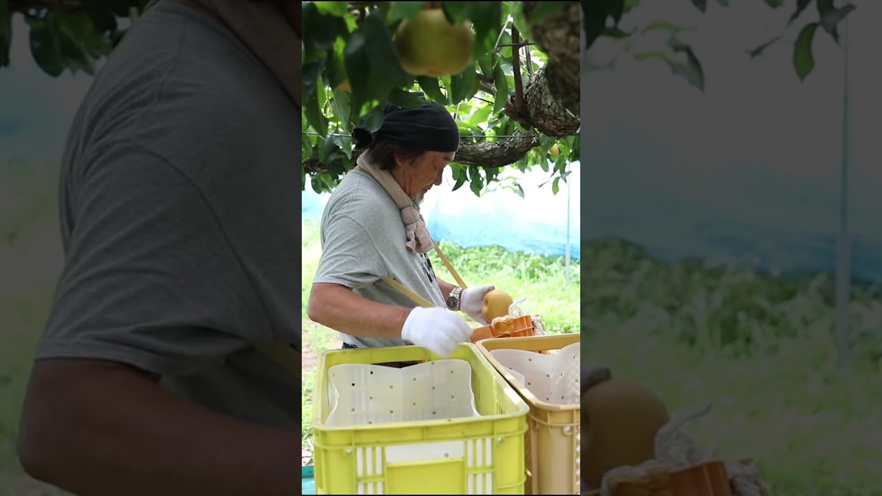 土井さんの超大玉ラ・フランス 7～8L・3～4玉｜清川屋