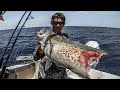 SHARK BATTLE Fishing for Grouper - Catch + Clean + Cook