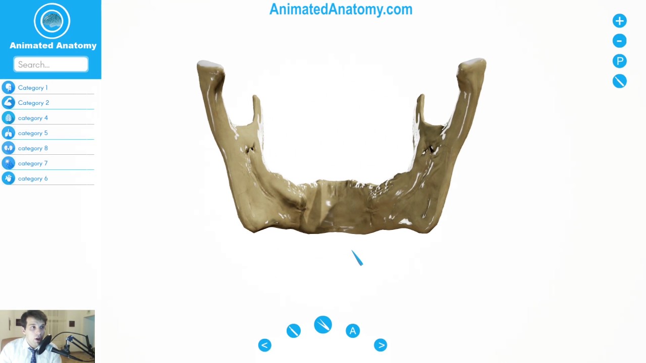 mandible anatomy bones and cranial anatomy 1 youtube mandible anatomy