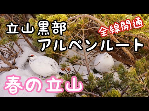 立山【テント泊登山】残雪期の真っ白な立山連峰が最高すぎた