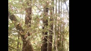 Visualizing Sudden Oak Death, Part 4: Disease progression in tanoaks