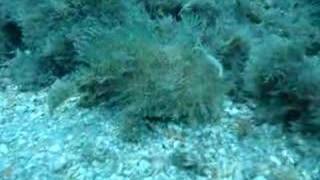 Striated frogfish