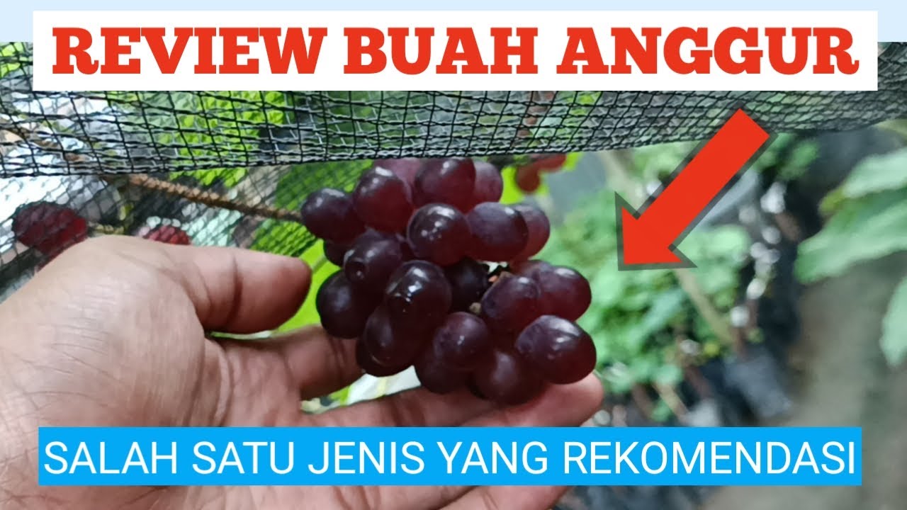 Review buah anggur yang di tanam di kebun anggur di rumah
