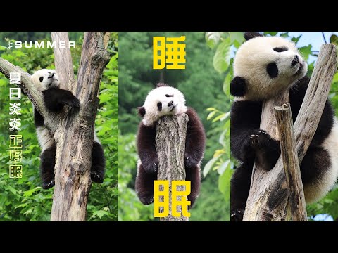 《熊貓主題趴》夏日炎炎正好眠 | iPanda熊貓頻道
