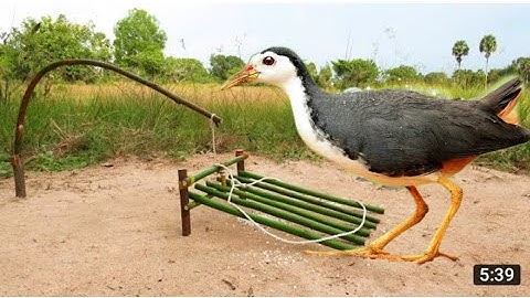 creative unique traps for bird - very easy to catch birds