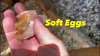 Chickens Laying Soft Eggs? You MUST Watch This Video!