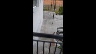 Dog Went For A Big Jump Over A Gate But He Flops