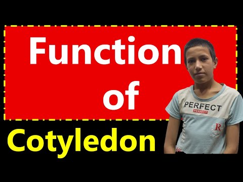 Function Of Cotyledons | Structure and Function of Plants