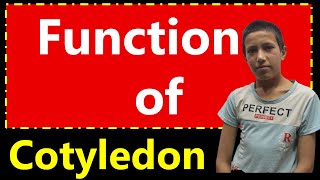 fonction du cotylédon