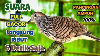 Perkutut Lokal Gacor Suara KLUNG Kecil Mengundang Jantan Pancingan Perkutut Macet Langsung Nyaut 
