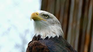 Eagle Adler HD Stock Video | Free stock footage | Free HD Videos - No Copyright | Free Stock Videos