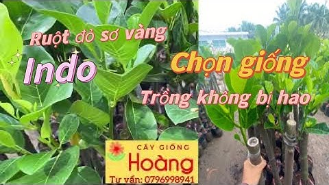 Cách chọn giống Mít Ruột Đỏ sơ vàng để trồng