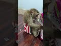 Hello Mario Youtubeshorts Monkey Trending Viralreels Hello Mario Youtubeshorts Monkey Trending Viralreels
