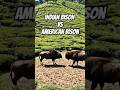 Indian Bison vs American Bison Fight | Ultimate Wild Battle 🦬🔥 | Surprising World