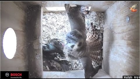 American Kestrel Fights an Invasive European Starling for Nestbox