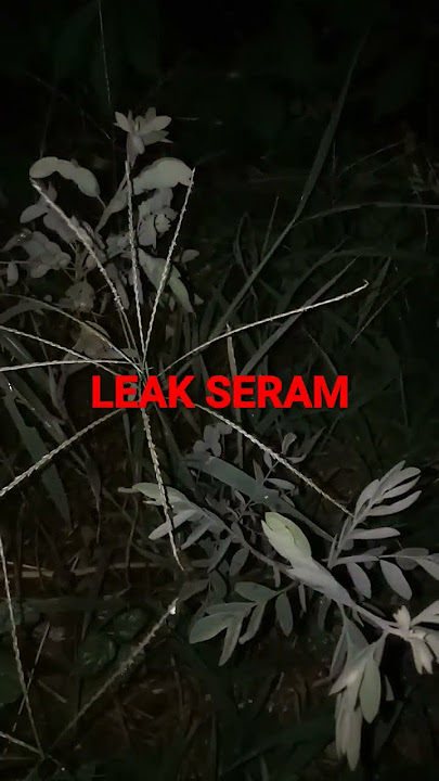 leak bali paling seram ngamuk asli #shorts #viral #fyp #leak