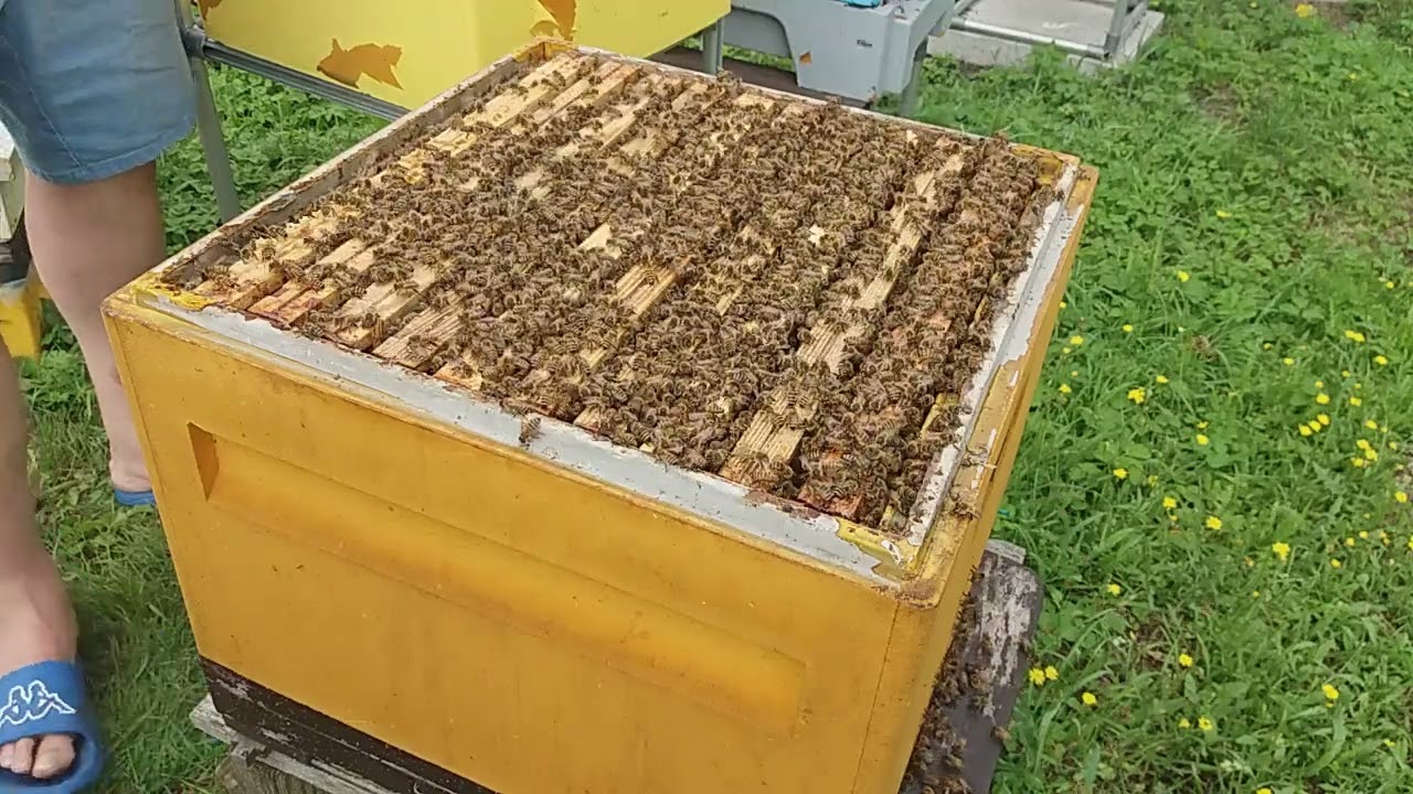 Wstępne ułożenie gniazda do zimowli w ulu 10 ramkowym 2024.08.03