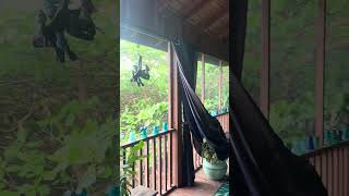 Oceanfront property with private boat dock is for sale on Roatan. 