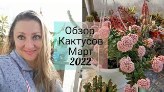 Долгожданный Обзор Кактусов в Беседке! Для вас мои зрители💓#обзор#обзоркактусов#кактусы