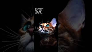 CAT LOVERS STATUS | CAT LOVE | 🤩