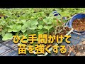 【いちご栽培　いちご農家】育苗期のひと手間