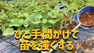 【いちご栽培　いちご農家】育苗期のひと手間