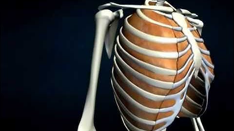 Internal Intercostals - AnatomyOnlineCourse