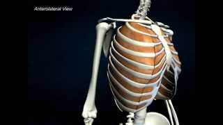 Internal Intercostals - AnatomyOnlineCourse