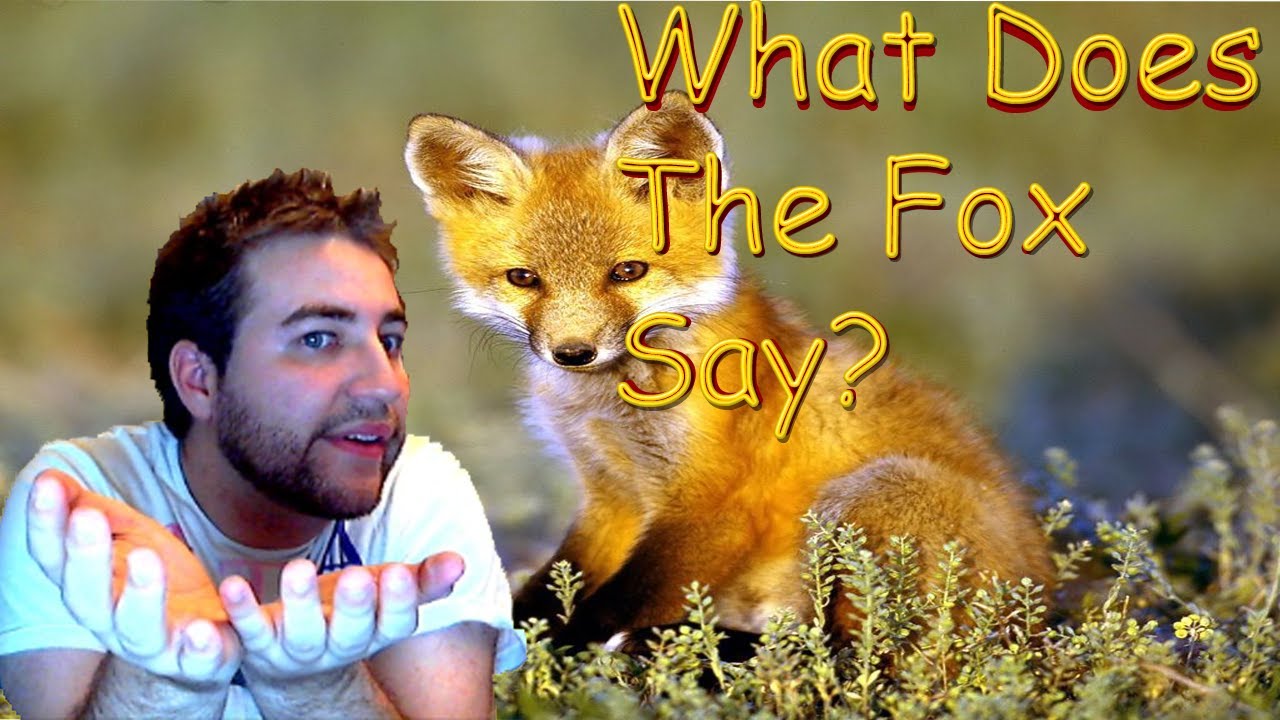 Ylvis. P fox