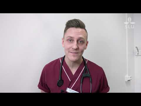 Video: Vad Som Krävs För Att Bli Veterinär