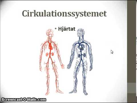 Video: Cirkulationssystemets Anatomi, Diagram Og Funktion - Healthline