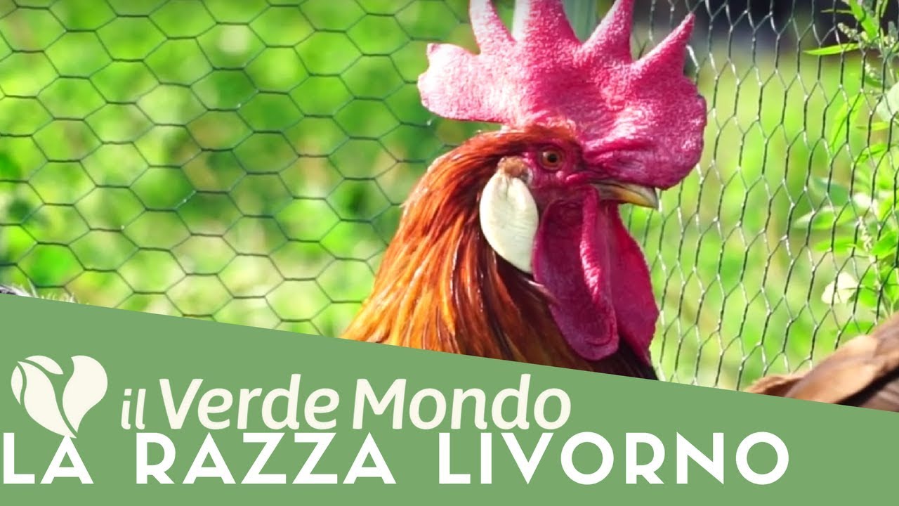 La Razza Livorno Caratteristiche Puntata 2