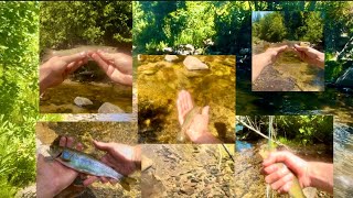 Fishing a REMOTE creek for Bows and CUTS