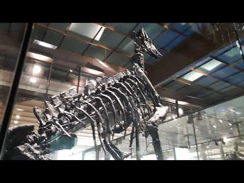 Video: V Japonsku Byl Nalezen Kompletní Kostra Dinosaura - Alternativní Pohled
