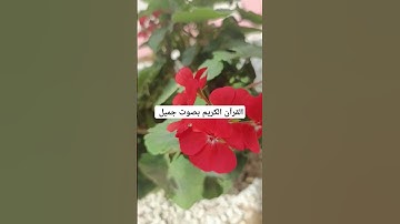 القرآن الكريم بصوت جميل #لايك #quran #ناصر_القطامي #mbc #خالد #تفاعل #خالد_الجليل
